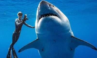 فيديو لا يصدق.. قرش يسبح مع راكبي الأمواج في هاواي