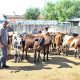 جولة في أسواق الأضاحي بإسطنبول (صور)