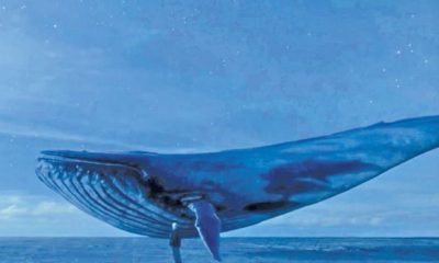 ظهور الحوت الازرق في تركيا