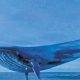 ظهور الحوت الازرق في تركيا