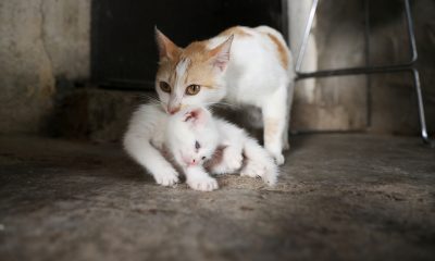 كاميرات المراقبة تصدر إنذارا بعد رصدها شبح قطة ماتت قبل أسابيع (فيديو)