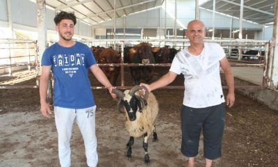 بيع كبش بأربعة قرون مقابل 3 آلاف ليرة تركية