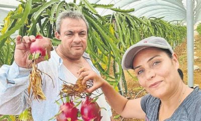 يباع الكيلو الواحد ب25 ليرة.. إقبال عربي كبير على هذه الفاكهة التركية