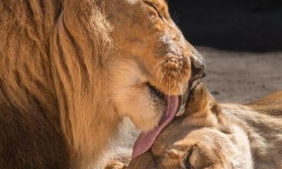 قصة حب شهد عليها الزوار.. أسد يلحق بزوجته بعد وفاتها بيوم (صور)