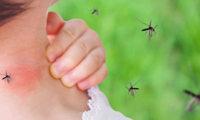 5 طرق طبيعية لمنع البعوض من الاقتراب منك