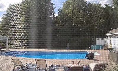 أمريكي يفاجأ بدب أثناء قيلولته أمام حمام السباحة بمنزله (شاهد)