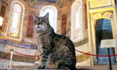 قطة آيا صوفيا الشهيرة “غلي” تفارق الحياة
