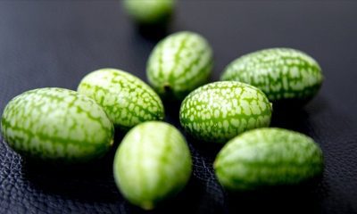 تركيا.. "البطيخ القزم" يزين أطباق السلطة والحلويات