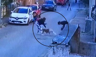 شاهد ما أحدثه كلب بيتبول من رعب في أحد شوارع إسطنبول