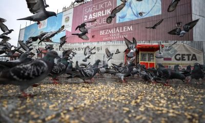 خلال حظر "كورونا".. "إسطنبول" تطعم حيوانات الشوراع (صور)