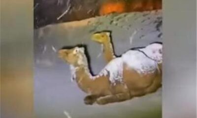 مشاهد مفاجئة من السعودية.. ثلوج على ظهور الجمال