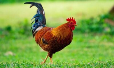 ديك يطعن رجلا بسكين حتى الموت