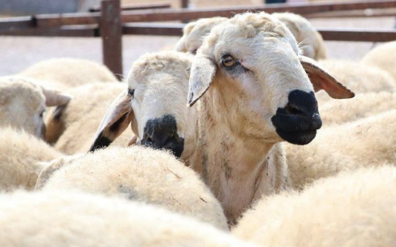 تركيا اليوم حادثة غريبة.. لاجئ سوري يمثل أمام محكمة بالنمسا بسبب خروف موعد عيد الأضحى 2024