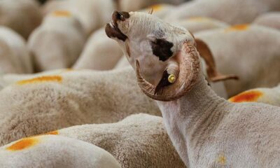 تركيا..20 تموز الجاري أول أيام عيد الأضحى المبارك