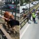 هروب أضحية الى الطريق السريع في إسطنبول