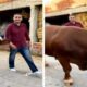 بالفيديو.. بقرة الشيف التركي بوراك تهاجم المصور أثناء التصوير