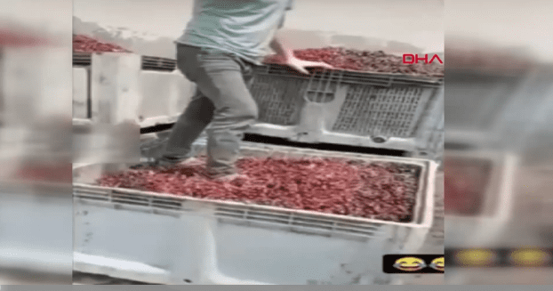 فيديو يثير اشمئزاز الأتراك على مواقع التواصل، وفرض غرامة كبيرة على الشركة