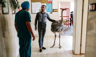 بالصور.. استخراج 40 جسماً غريباً من بطن نعامة بتركيا بينها سكاكين