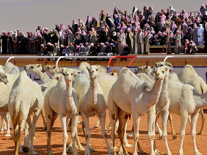 موعد مهرجان الملك عبدالعزيز لمزاين الإبل 1443