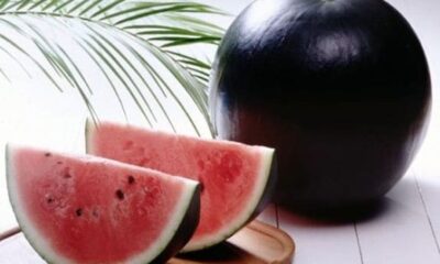 الأغلى في العالم.. هل سمعت بالبطيخ الأسود؟