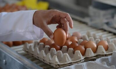 استيراد البيض من تركيا يثير الجدل في مصر.. ما القصة؟
