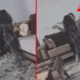 تم ترحيلها.. مواطن أجنبي يقوم بتصوير زوجته وهي تضرب أطفاله ويرسل الفيديو للشرطة
