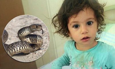 طفلة تركية تنتقم من أفعى لدغتها بطريقة صادمة.. الجيران ذهلوا من ردة فعلها، وهذا ما رأوه