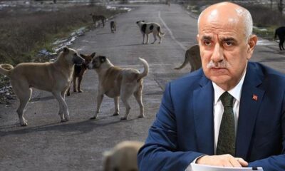 خطوة جديدة في عالم حيوانات الشوارع! بدأ التطبيق التجريبي في اسطنبول