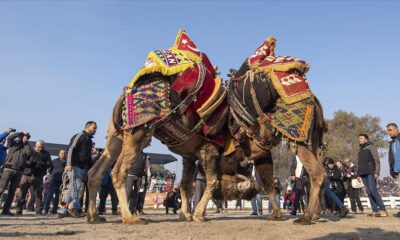 تركيا.. أجواء حماسية بمهرجان مصارعة الجمال في إزمير