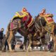تركيا.. أجواء حماسية بمهرجان مصارعة الجمال في إزمير