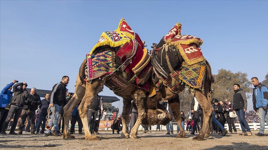 تركيا.. أجواء حماسية بمهرجان مصارعة الجمال في إزمير