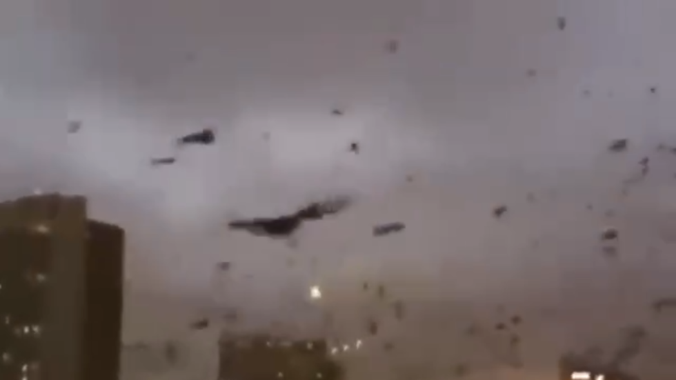 فيديو الغربان في اوكرانيا