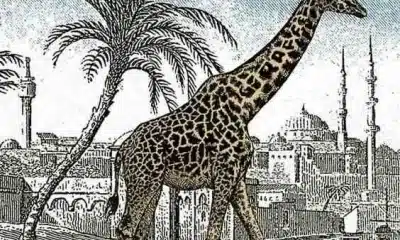 لأصحاب النظر الحاد.. أمامكم 5 ثوانٍ للعثور على الزرافة الثانية