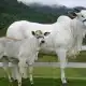 بيع أغلى بقرة في العالم.. والسعر مفاجأة!