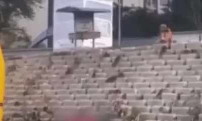 فئران عملاقة تغزو أحد أحياء إسنيورت باسطنبول