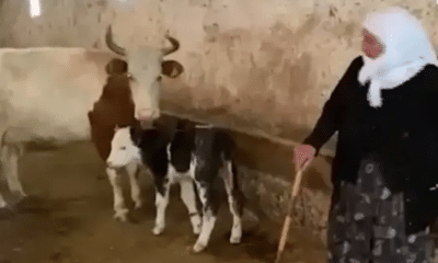 بكلمات مؤثرة.. مُسنة تركية تبيع عجل تمتلكه وتتبرع بثمنه لدعم الشعب الفلسطيني