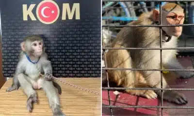 ليست غابات الأمازون، بل إسطنبول! ضبط ما مجموعه 565 نوعًا غريبًا من الحيوانات (صور)