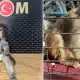 ليست غابات الأمازون، بل إسطنبول! ضبط ما مجموعه 565 نوعًا غريبًا من الحيوانات (صور)
