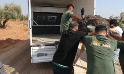 أغرب "اعتقال" في تركيا.. نعامة سورية بين المهاجرين غير الشرعيين