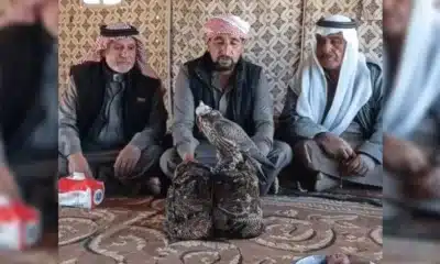 طائر يباع في سوريا بأكثر من 22 ألف دولار.. ما هو؟
