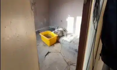 العثور على تمساح النيل وثعبان الأناكوندا داخل منزل في اسطنبول