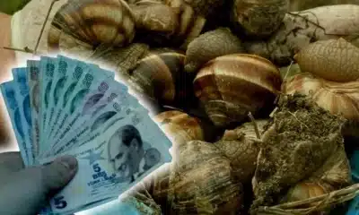 كيف يحقق الأتراك 2000 ليرة يوميًا؟ الكيلو بـ 35 ليرة ويغزو السوق!