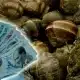 كيف يحقق الأتراك 2000 ليرة يوميًا؟ الكيلو بـ 35 ليرة ويغزو السوق!