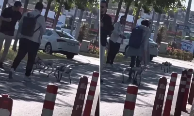 كلاب آلية تجوب شوارع إسطنبول في مشهد غير مسبوق!