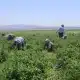 800 ليرة في مقابل الجحيم: عمال الطماطم في هاتاي ضحايا الحر والغلاء