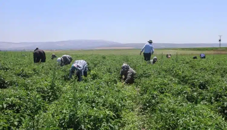 تركيا اليوم 800 ليرة في مقابل الجحيم: عمال الطماطم في هاتاي ضحايا الحر والغلاء 800 ليرة في مقابل الجحيم: عمال الطماطم في هاتاي ضحايا الحر والغلاء