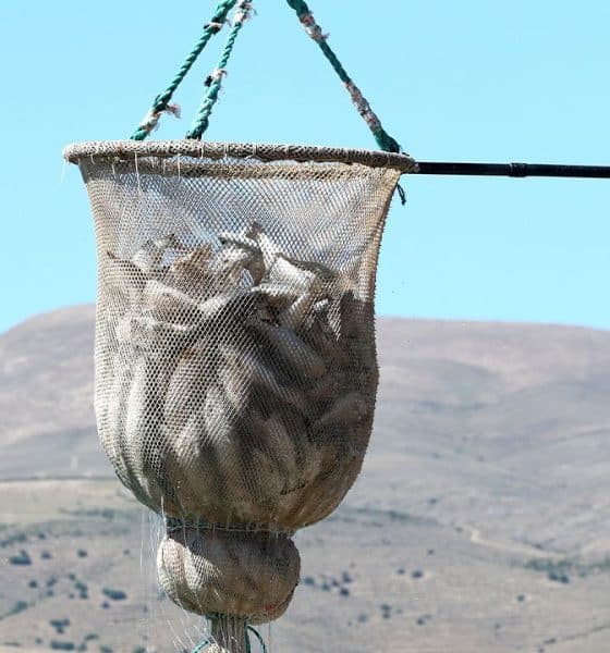 صدق أو لا! مدينة تركية بلا بحر تصدر الأسماك إلى 49 دولة حول العالم