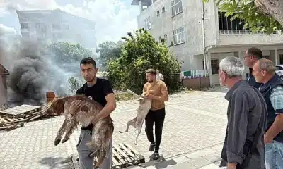 مهمة إنقاذ مستحيلة تتحول إلى قصة وفاء في تركيا (فيديو مؤثر)