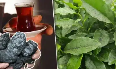 الشاي بنكهة الفحم: فضيحة بيئية تهز طرابزون وشركة شهيرة في قلب الأزمة!
