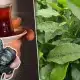 الشاي بنكهة الفحم: فضيحة بيئية تهز طرابزون وشركة شهيرة في قلب الأزمة!